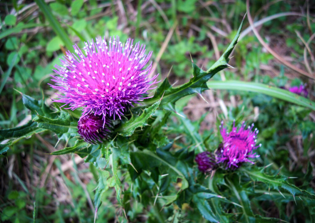 eurohealth_healthyliver_marian_thistle